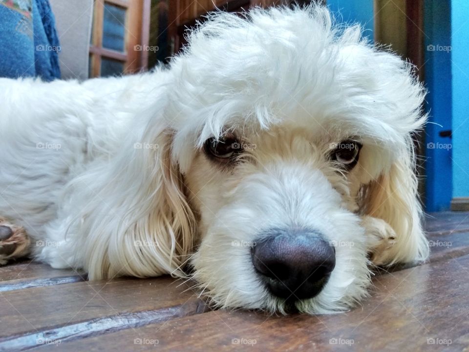 cão