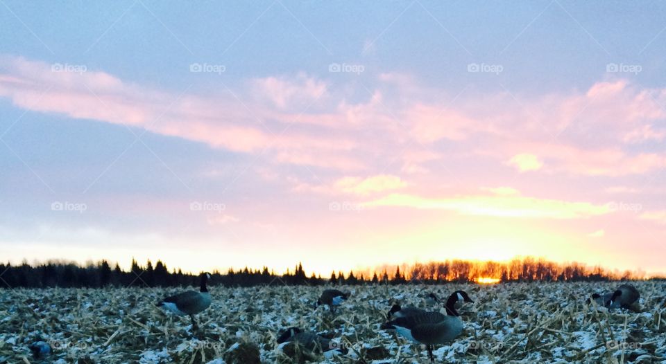 Goose Decoy's and sunrise 
