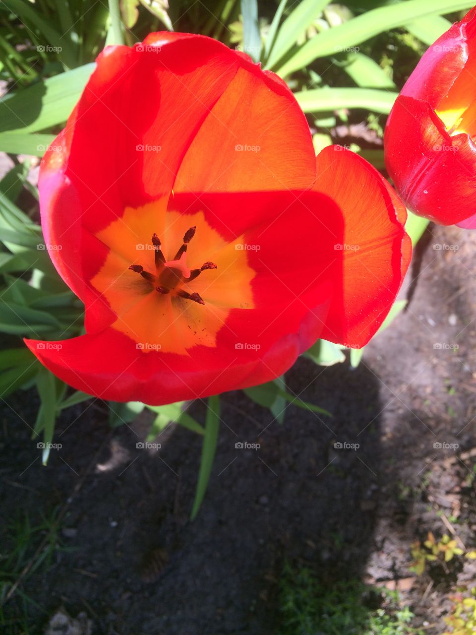Tulips bloom 