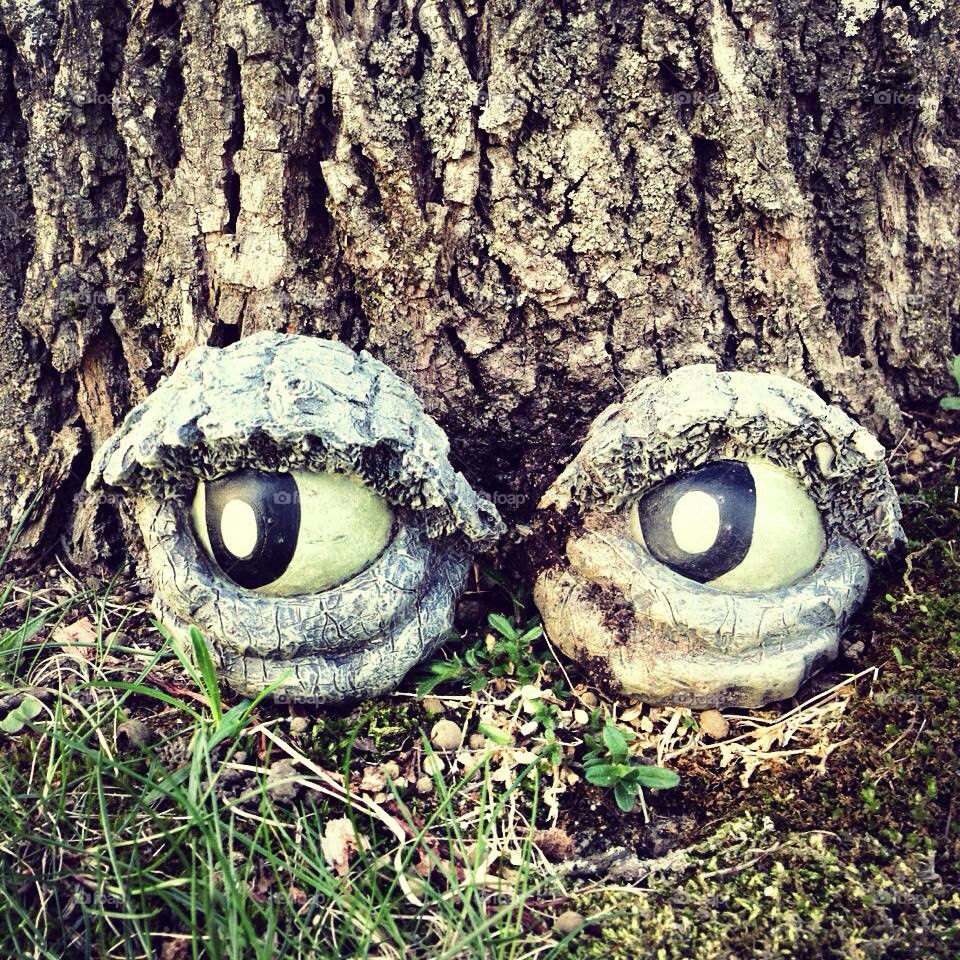 The trees have eyes