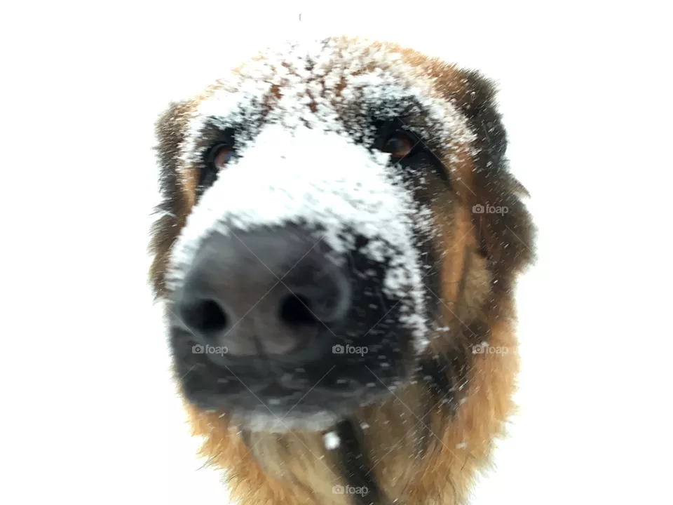 Dogs 