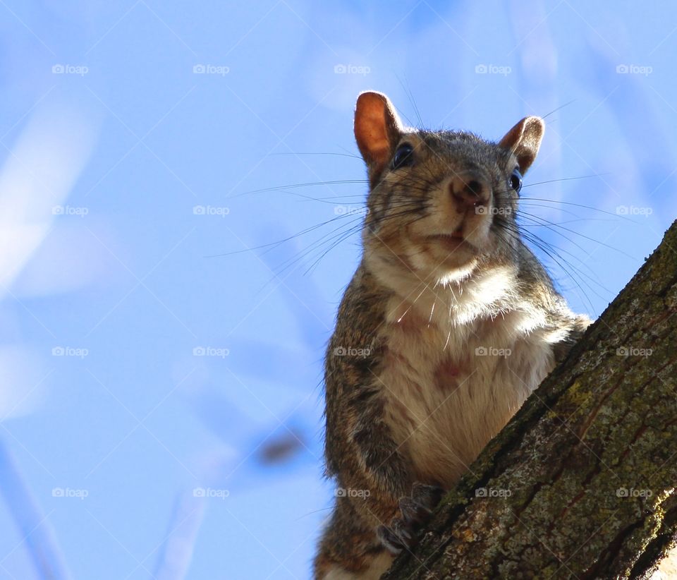 Grey squirrel.