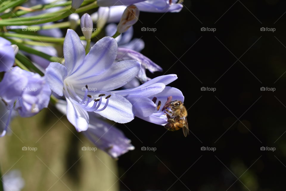 Honeybee Collecting Pollen From a Purple Lily 