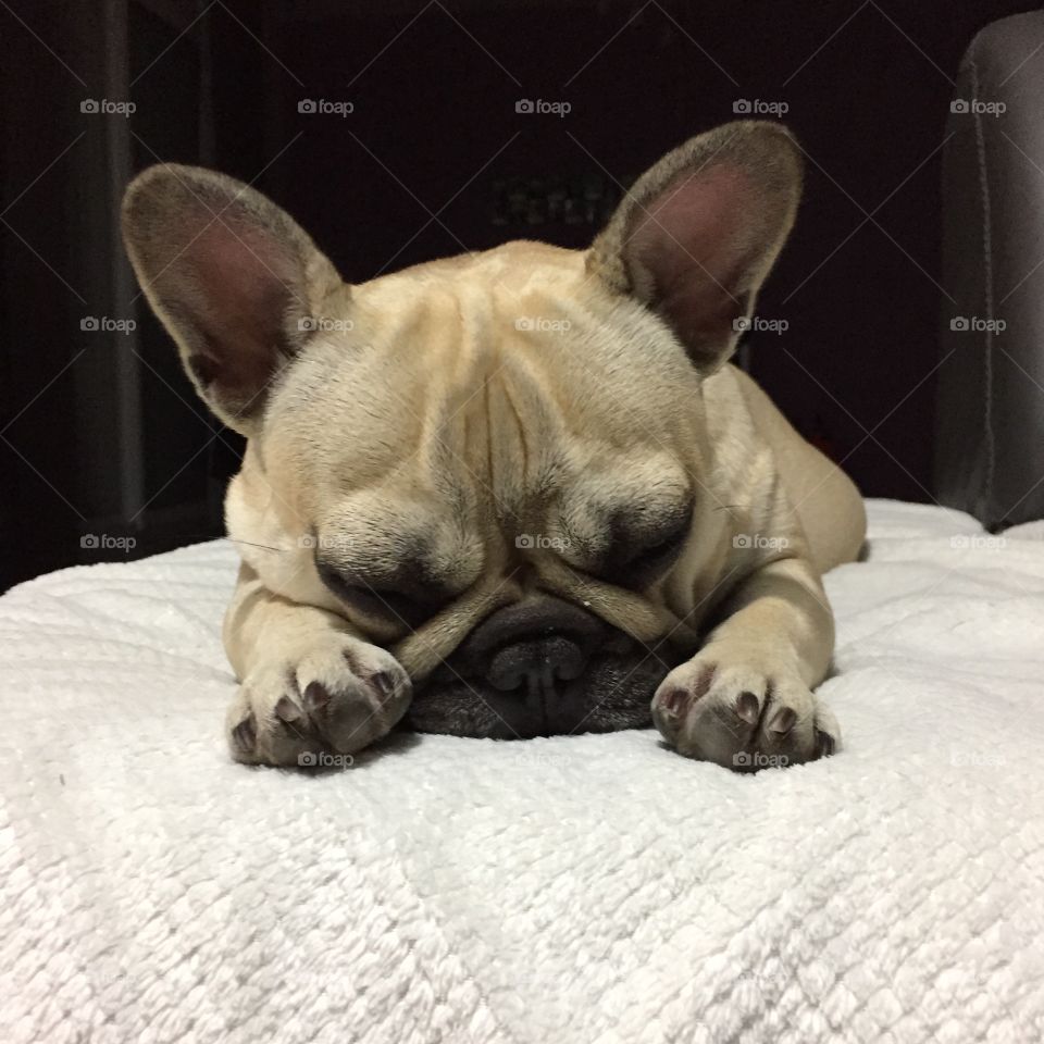 My French bulldog asleep on her white carpet 