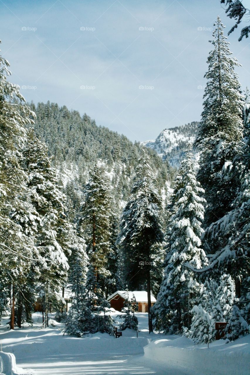 Winter. Cabin in woods 