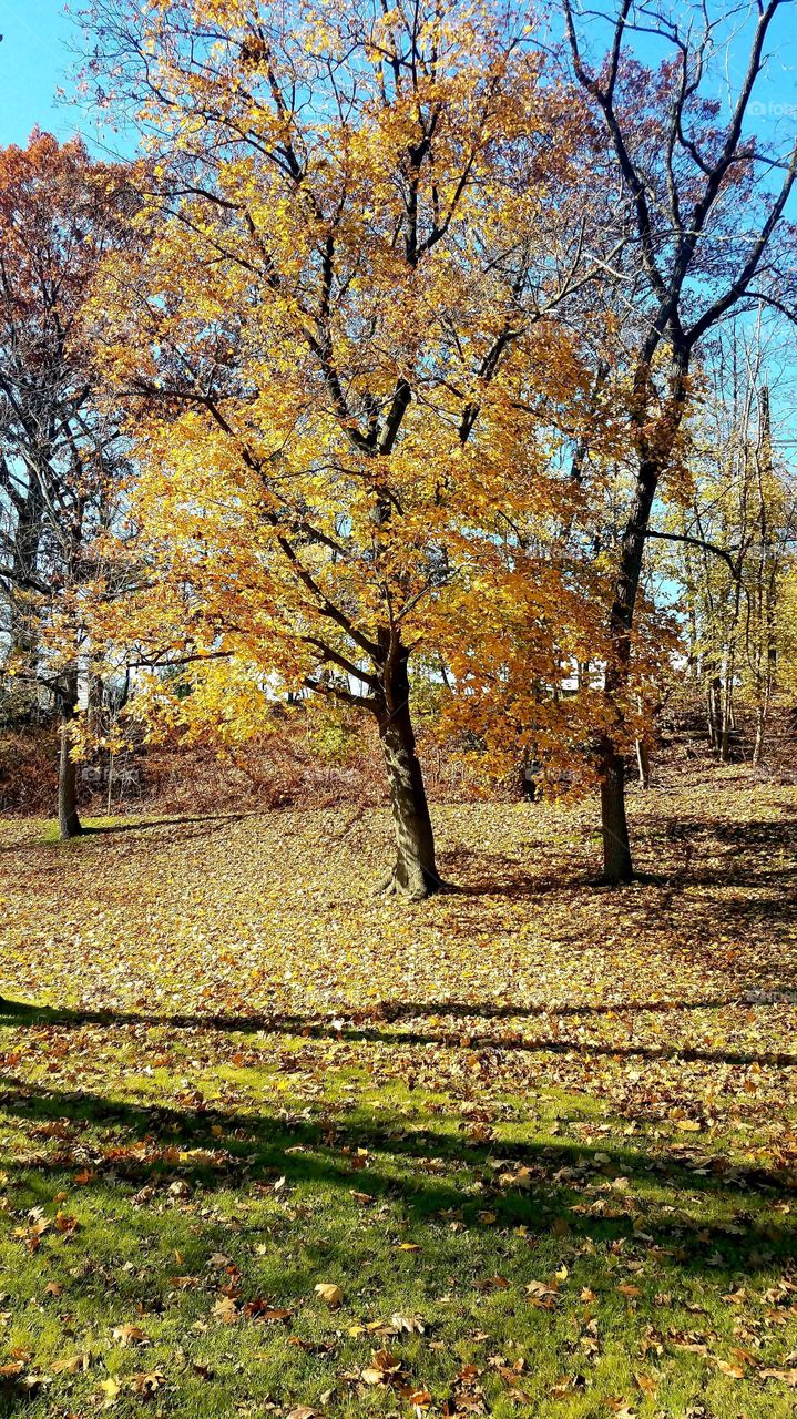 shades of autumn