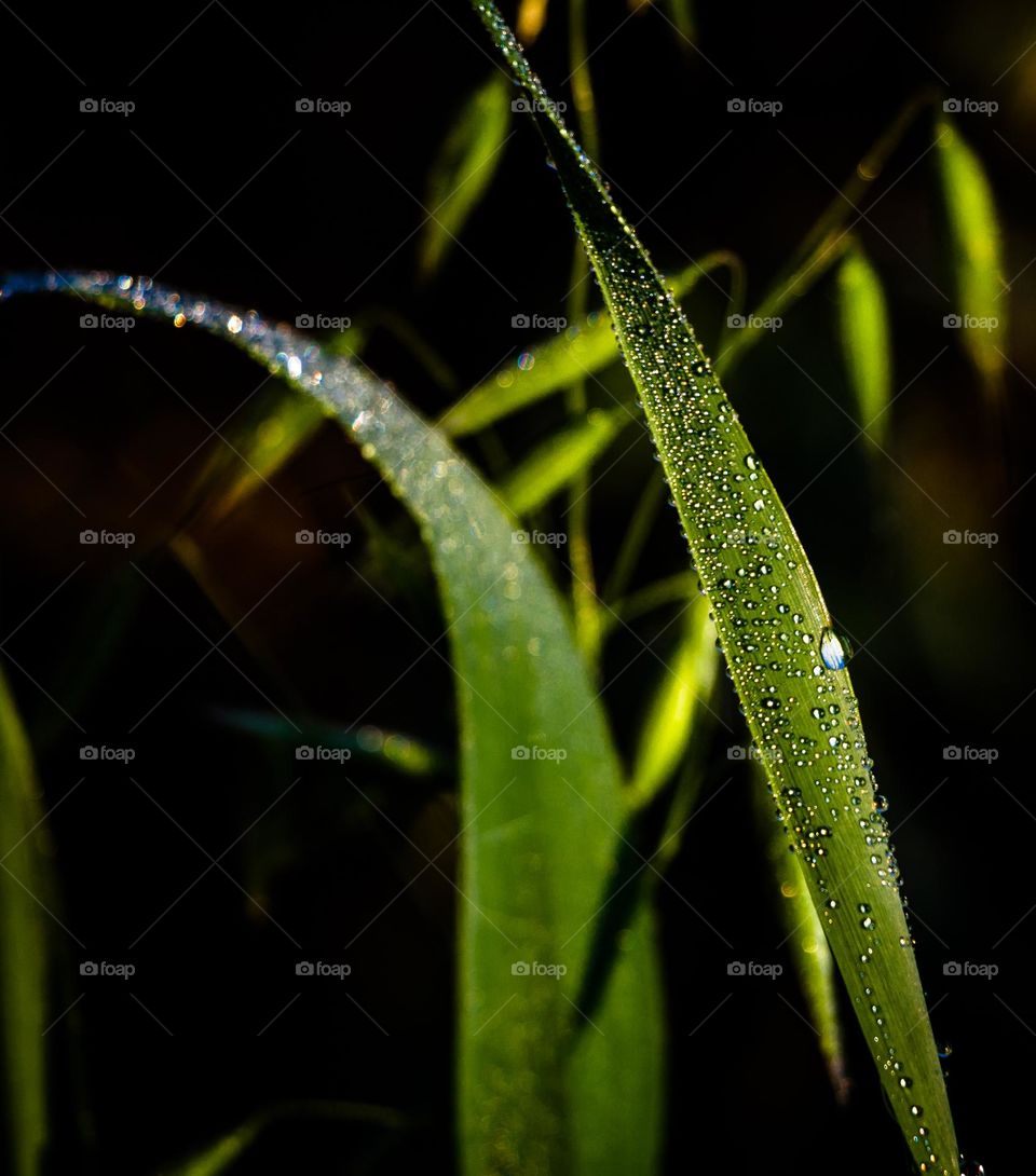 Water on leaf