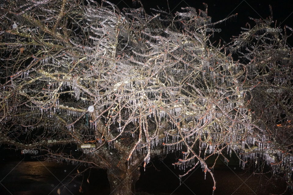 Frozen tree