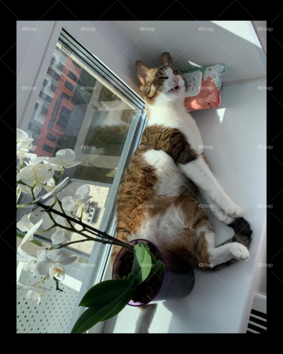 A cat that lies on the windowsill and squints.  There is a flower in a pot nearby