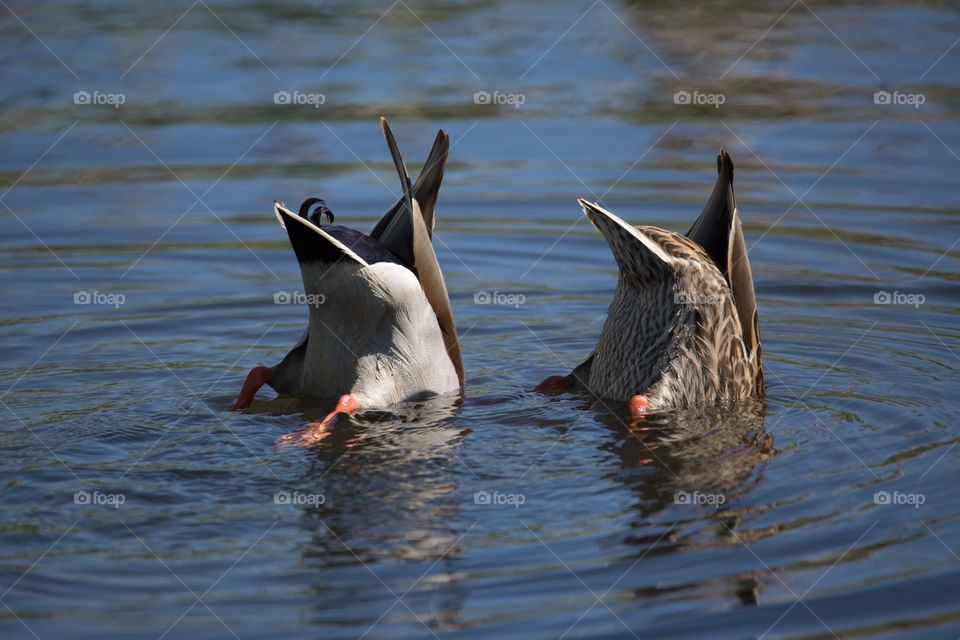 High angle view of ducks diving into water