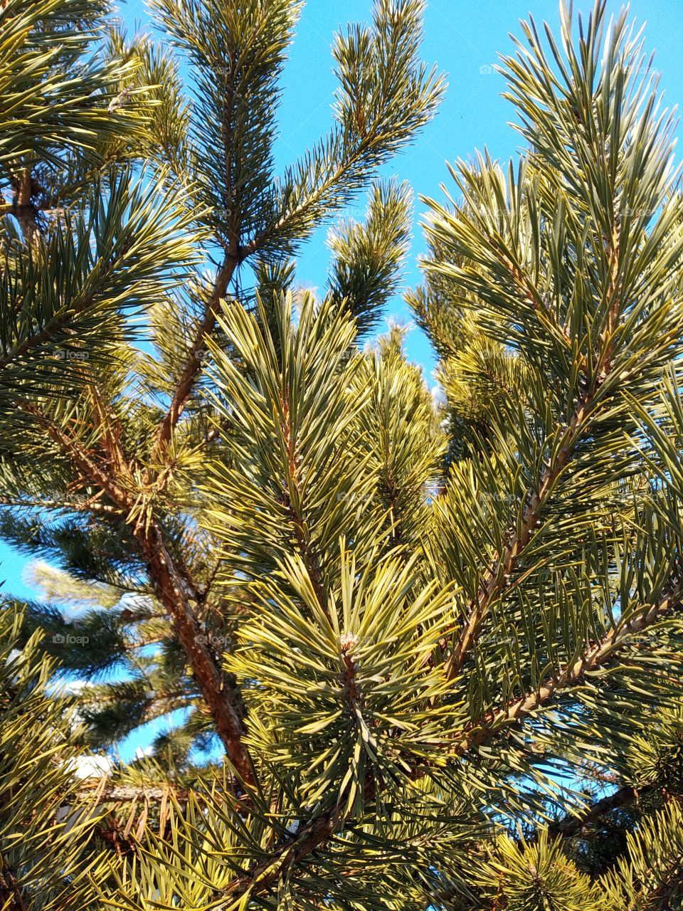 Pine