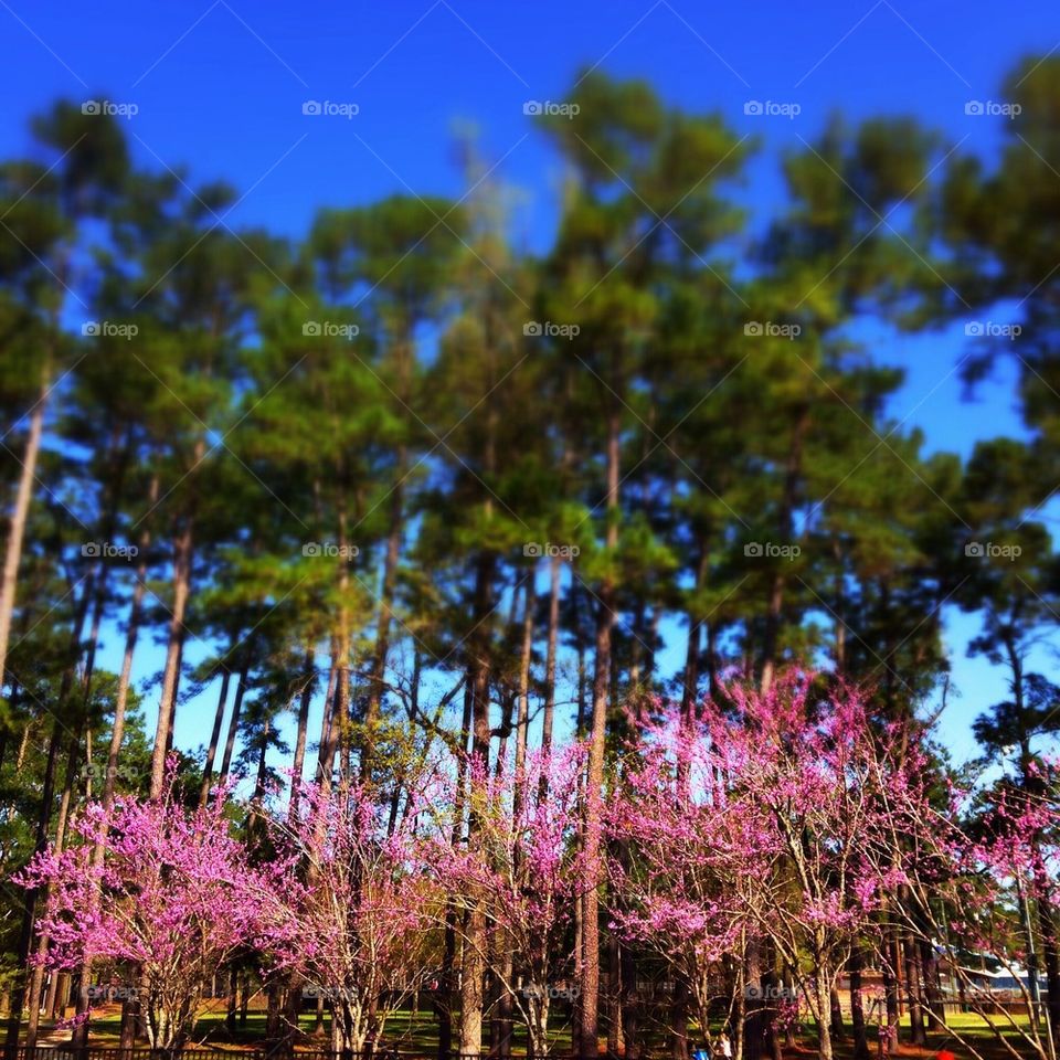 Redbud in spring