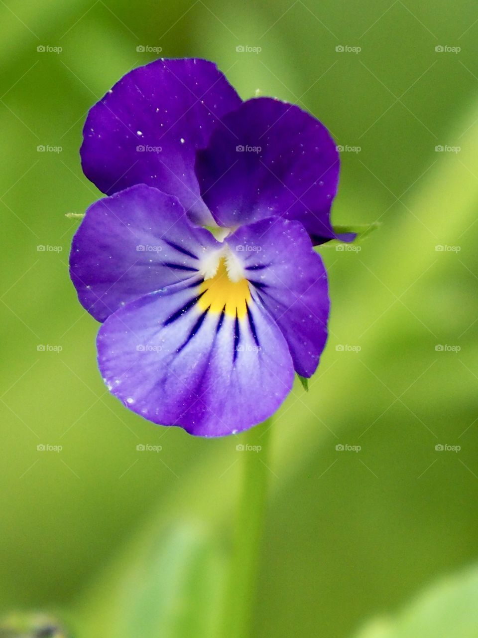 Wild Viola in the forest