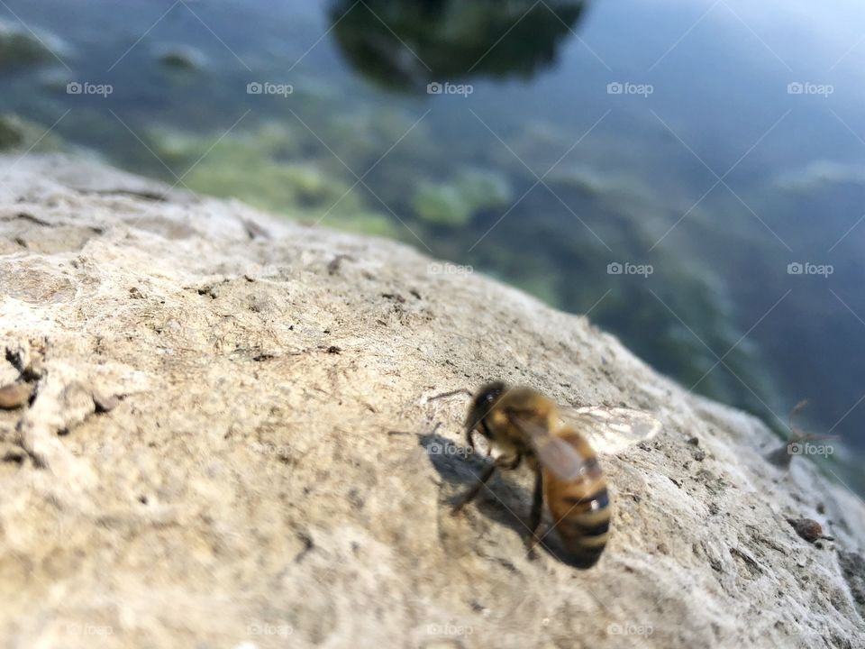 Thirsty Bees,honeybee, honeybees,bee,bees,flying,lake,water,moss,algae,rock