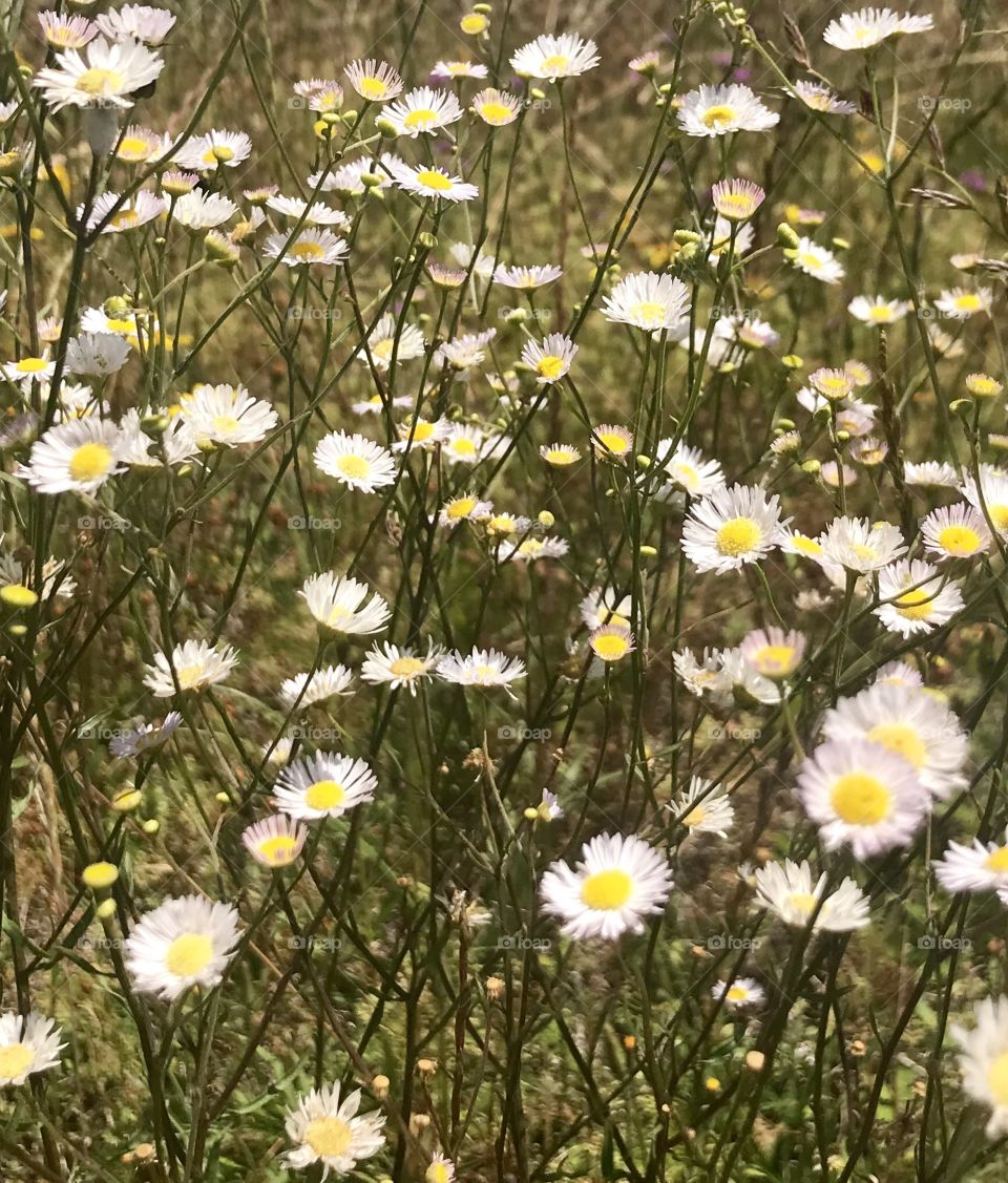 Wild summer flowers 