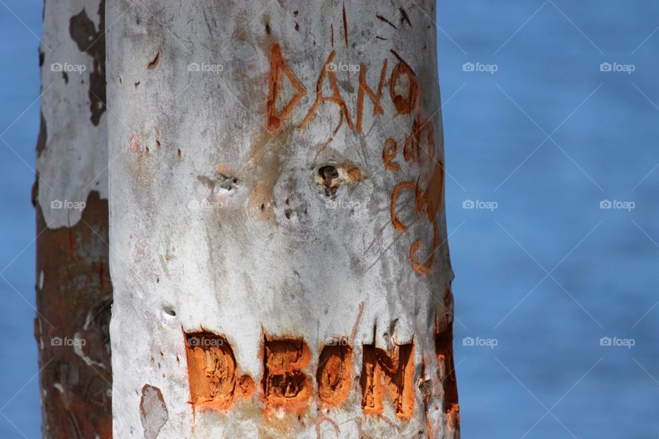Name carved into tree
