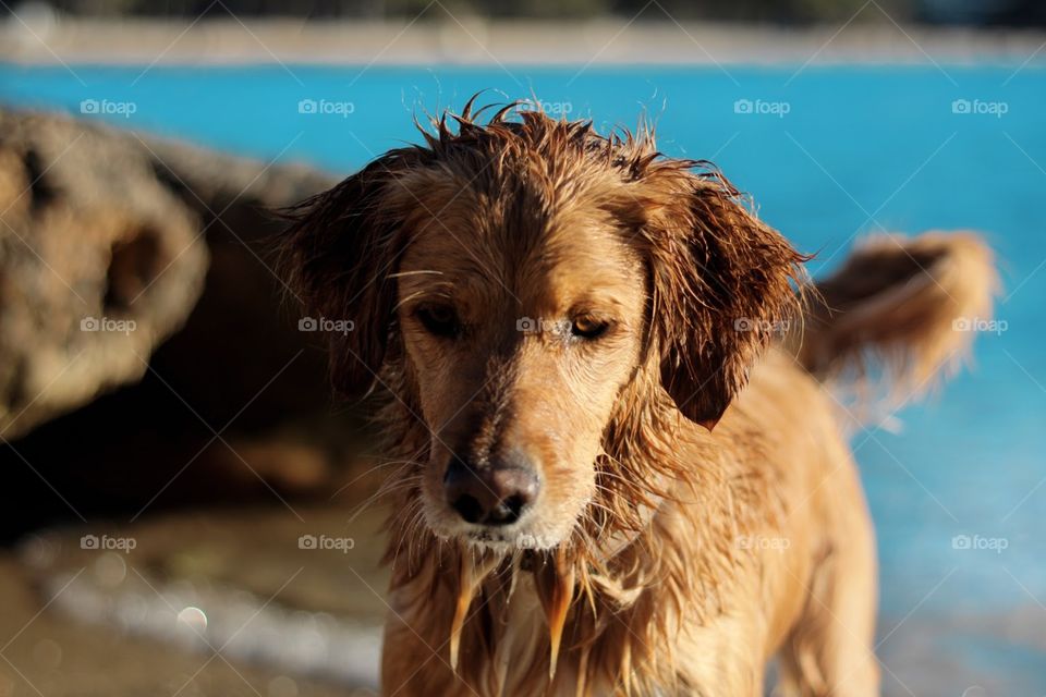 cute golden retriever