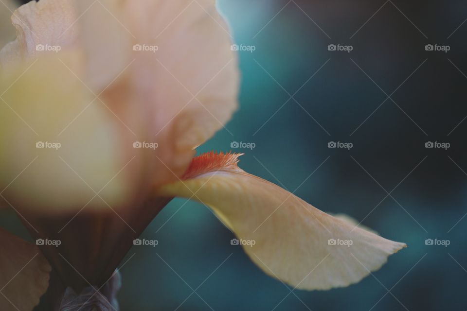 No Person, Nature, Flower, Water, Blur