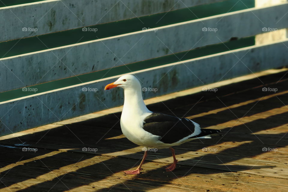 Seagull