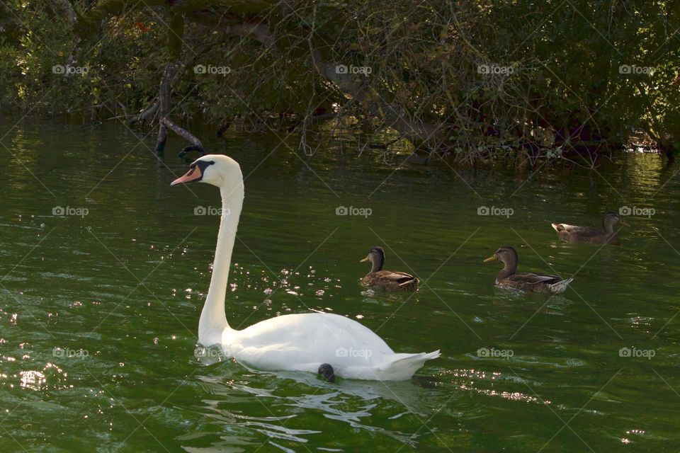 Swan On The Lake