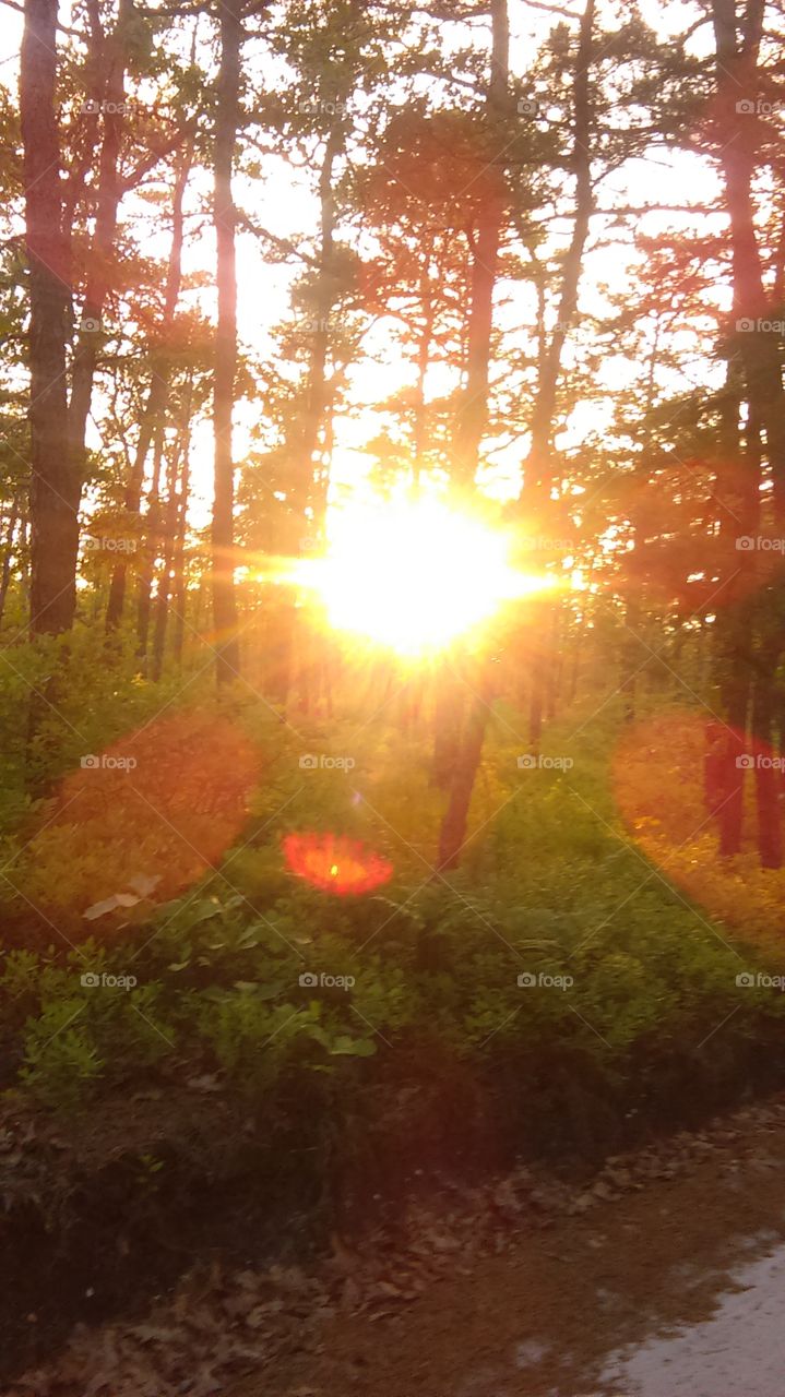 piney sun. walking in the woods ,