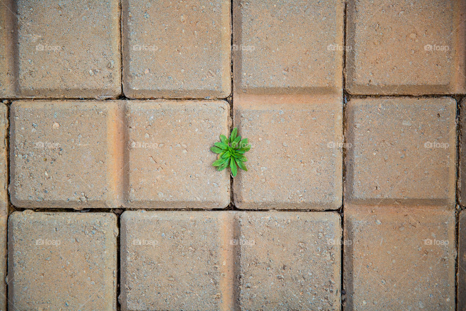 Plant on square bricks shapes squares and rectangle. Close up with ground and symmetrical lines.