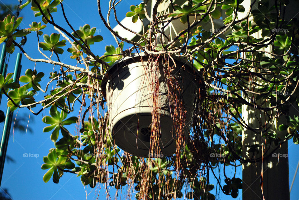 hanging house plant