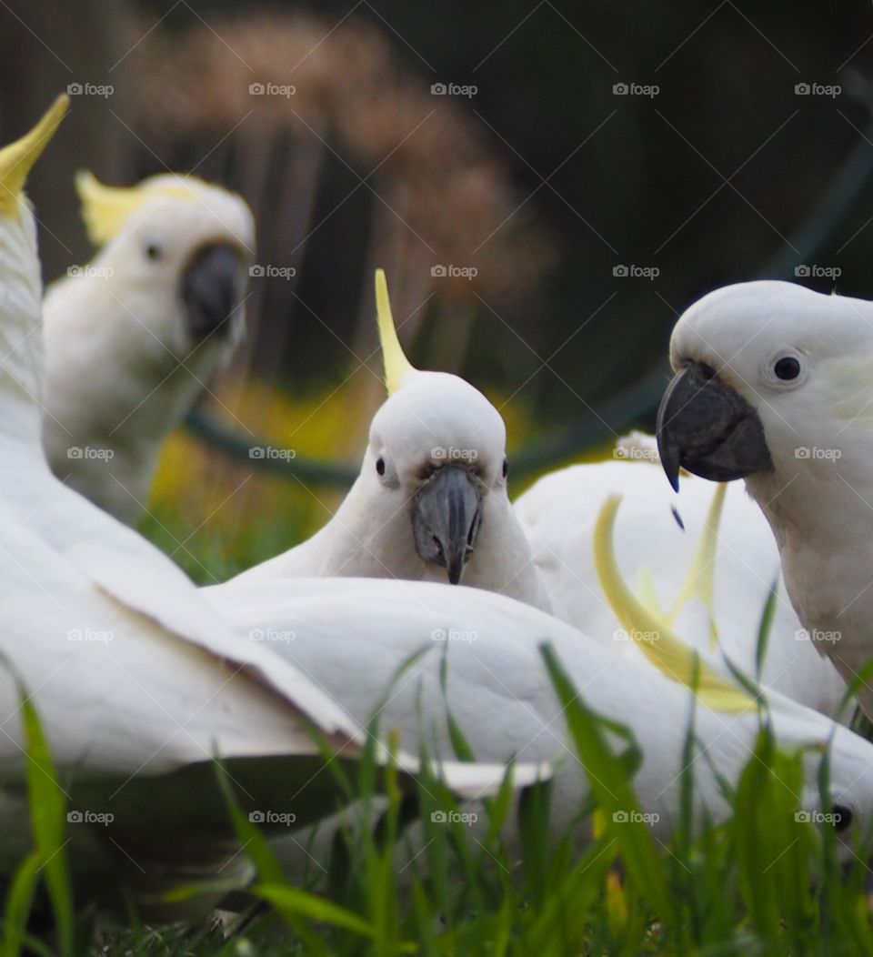 Cockatoos on lawn