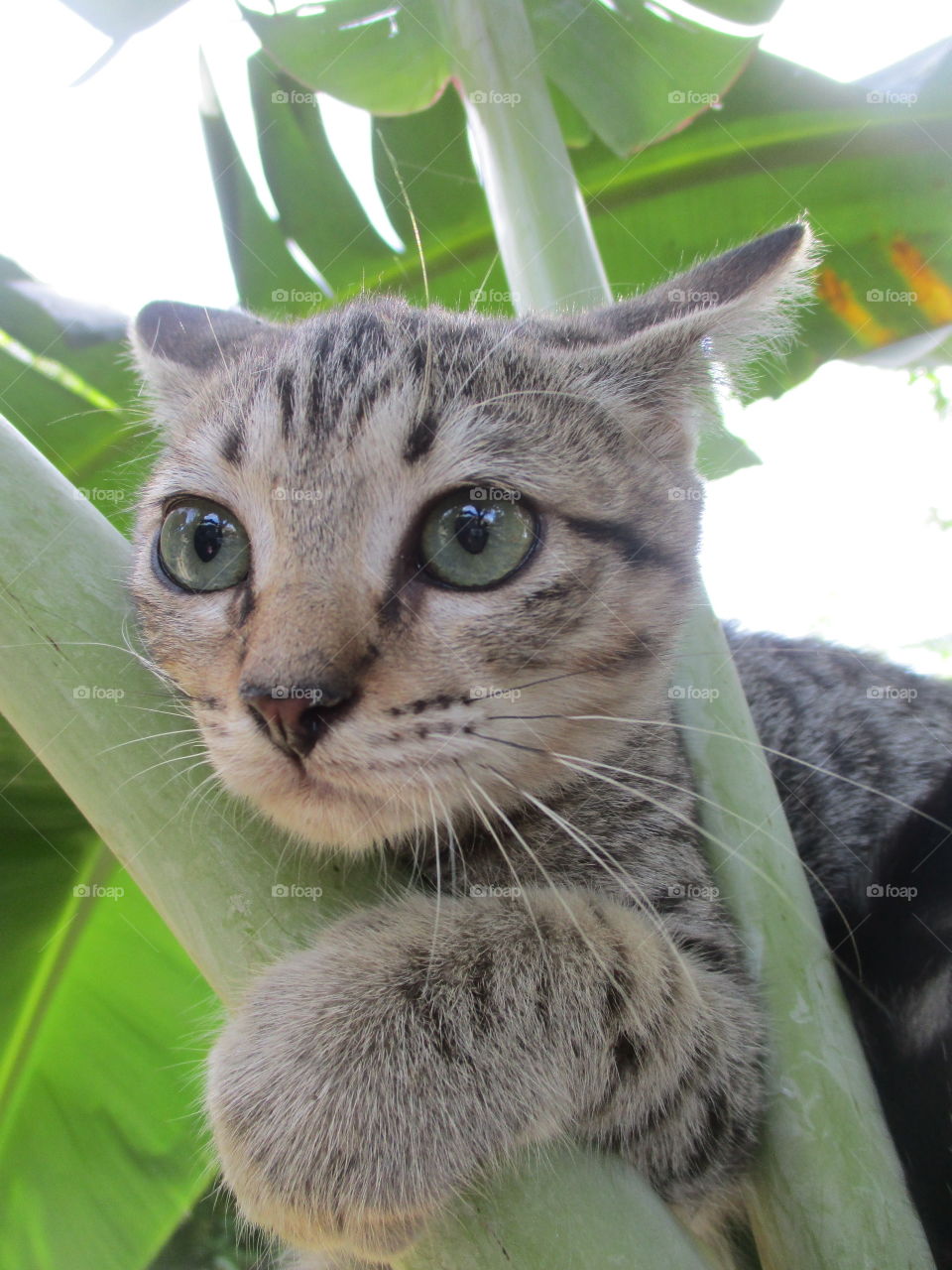 Cat Egyptian Mau