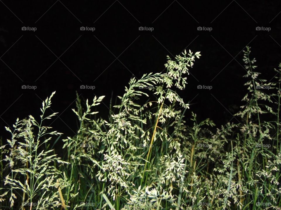 weeds at night 
