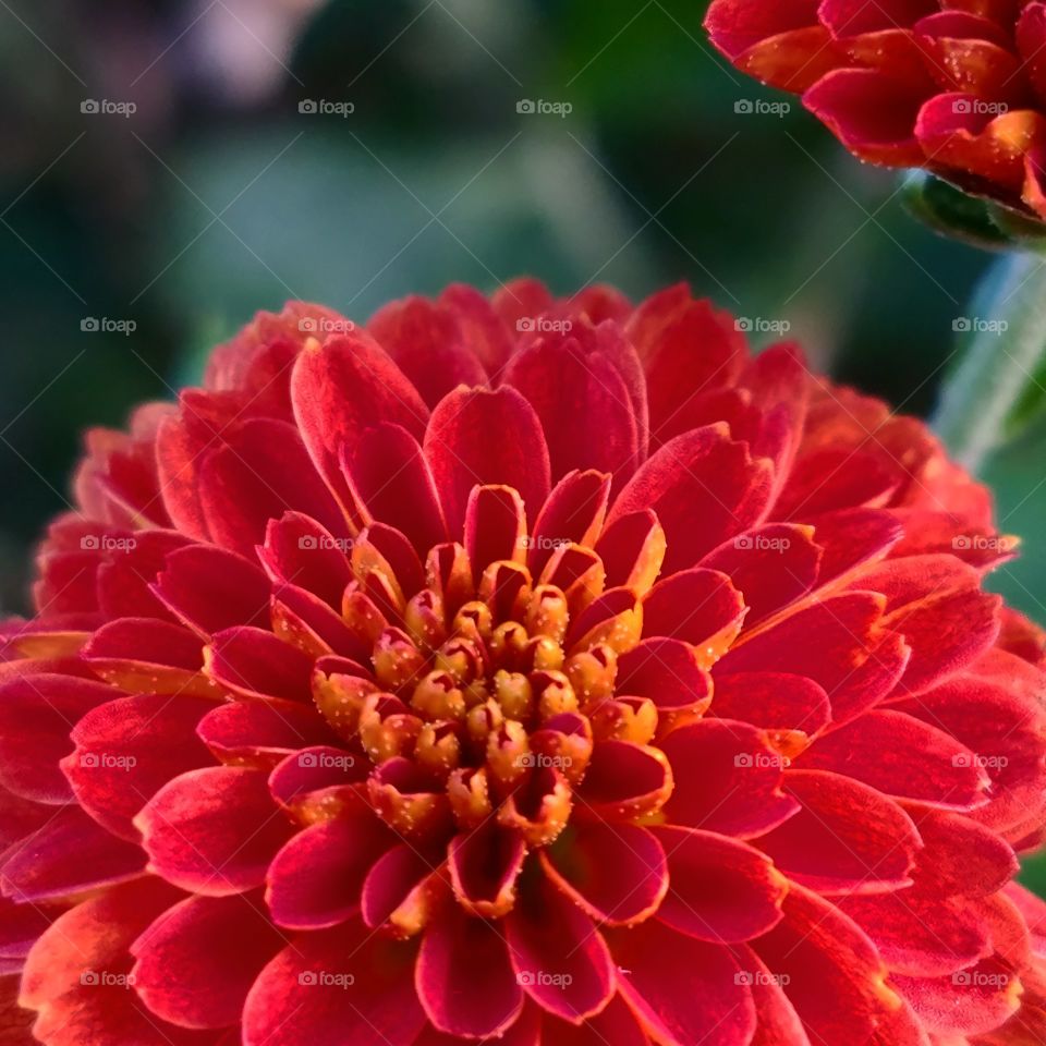 A Mum flower closeup!!