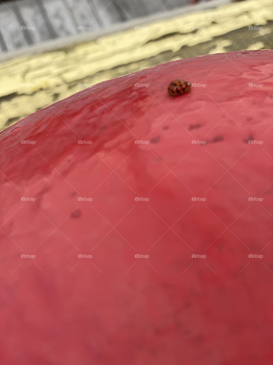 Small ladybug