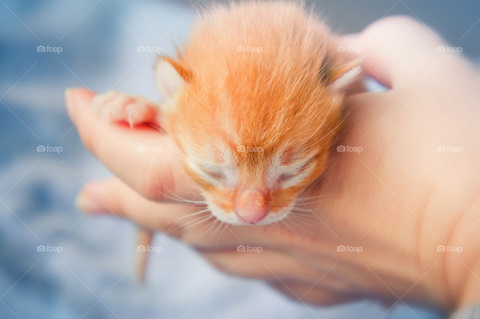 Newborn red tabby kitten in man hand