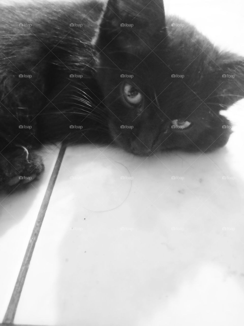 A Black Kitten in The White Floor