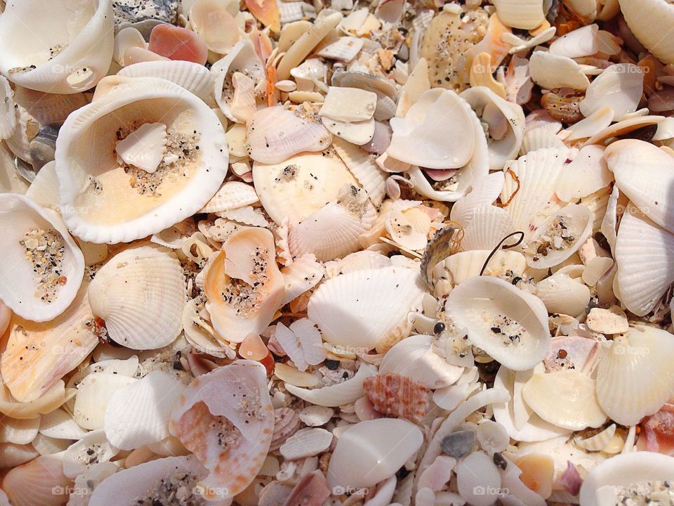 Seashells on the beach.