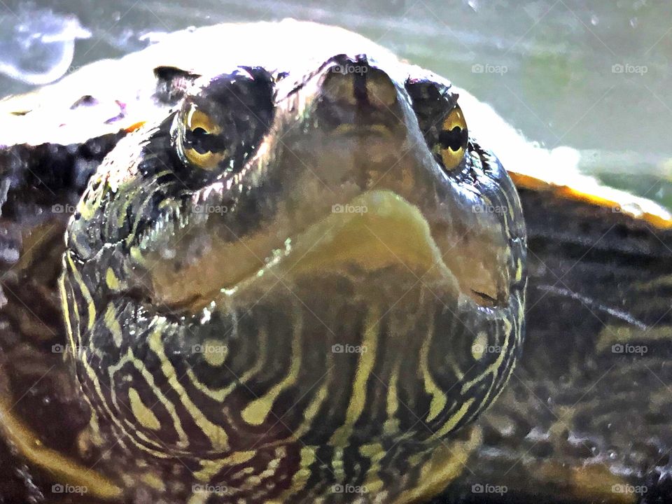 Face of tamara turtle