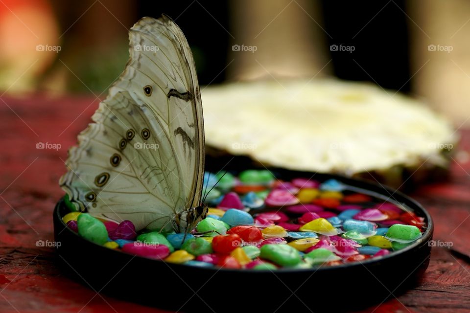 sweet butterfly