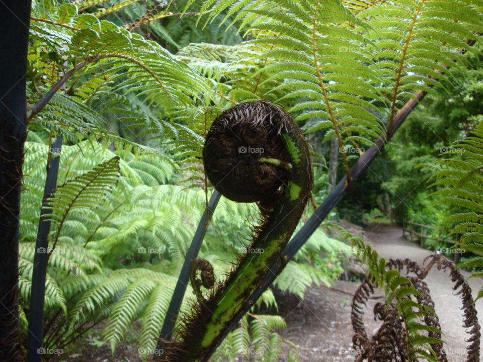 fern giant new zealand by Ros