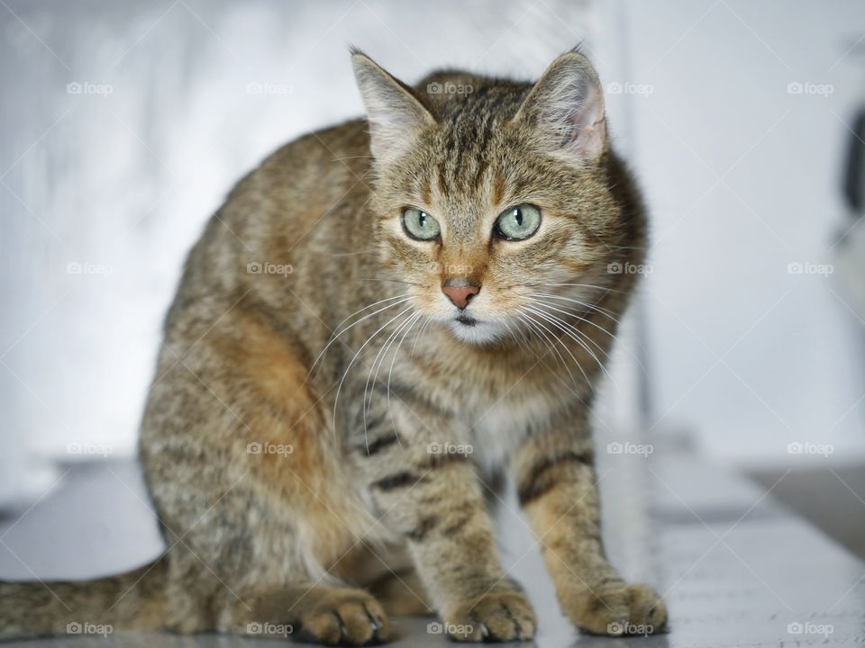 Tabby cat sitting on floor