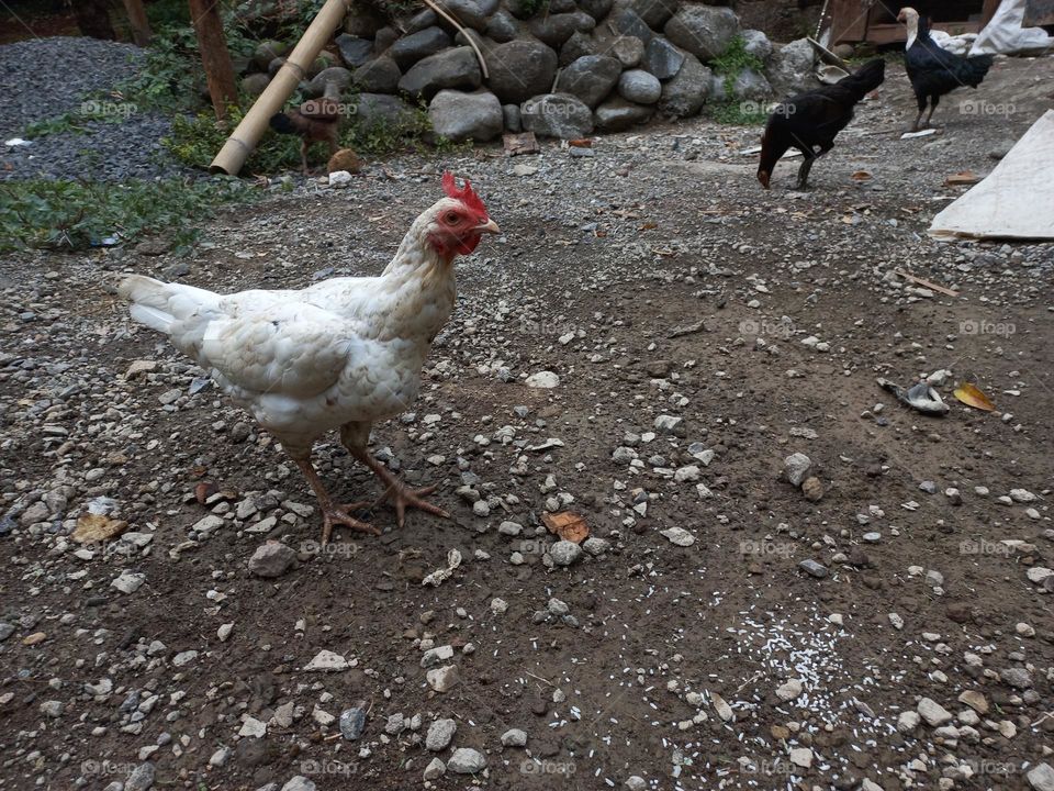 The white rooster is in the yard being fed