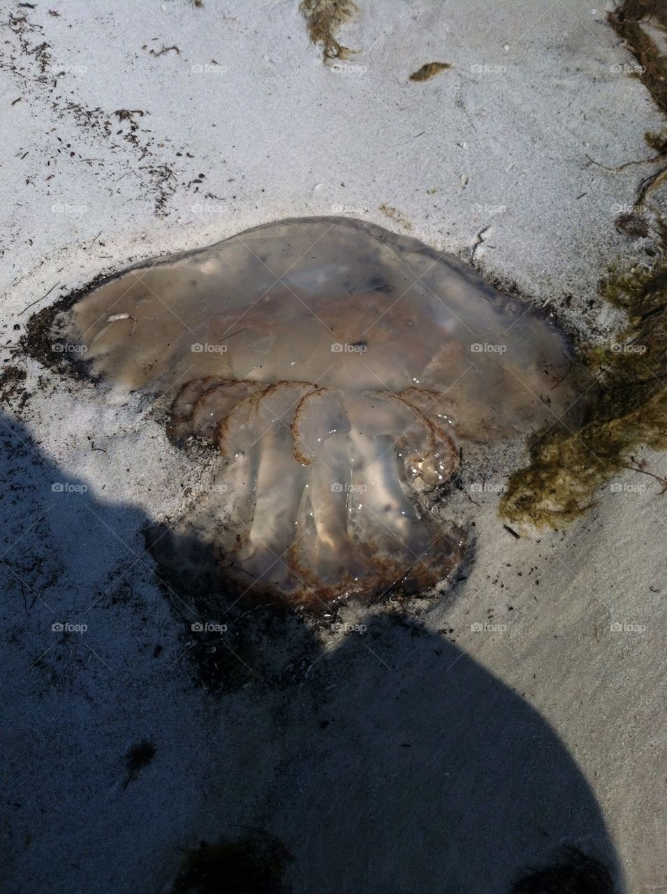 beach clear huge jellyfish by ceesko