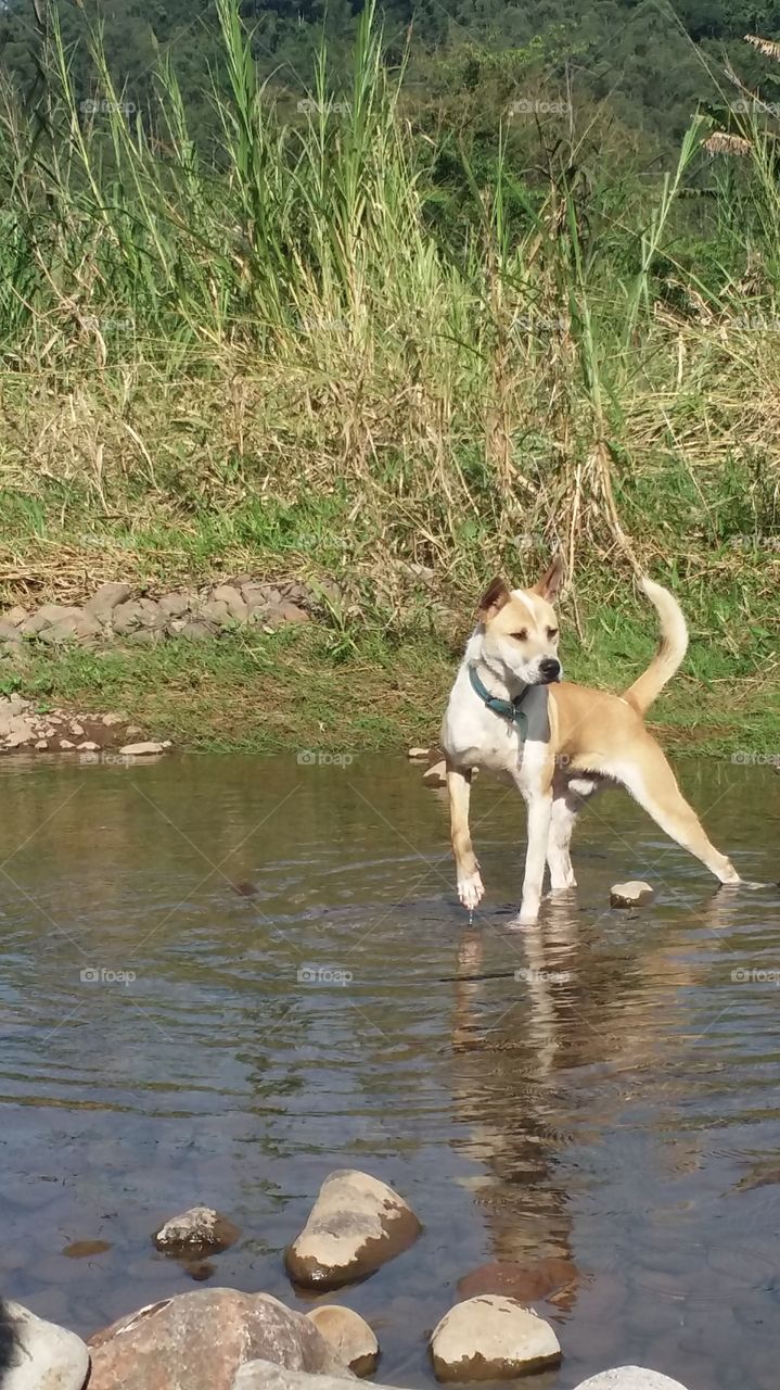 cão no rio