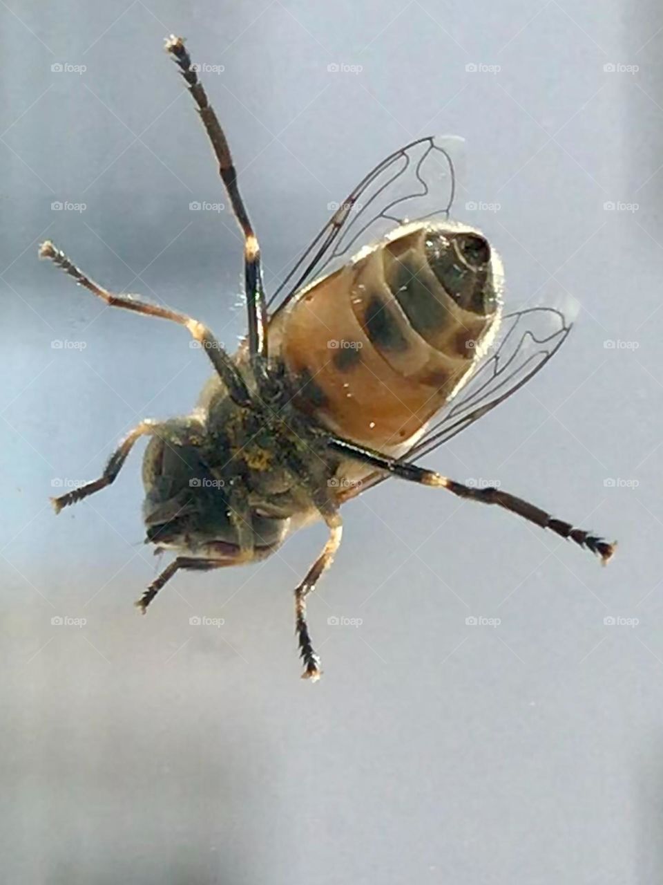 Bee, Wildlife, Honey, Macro Photo