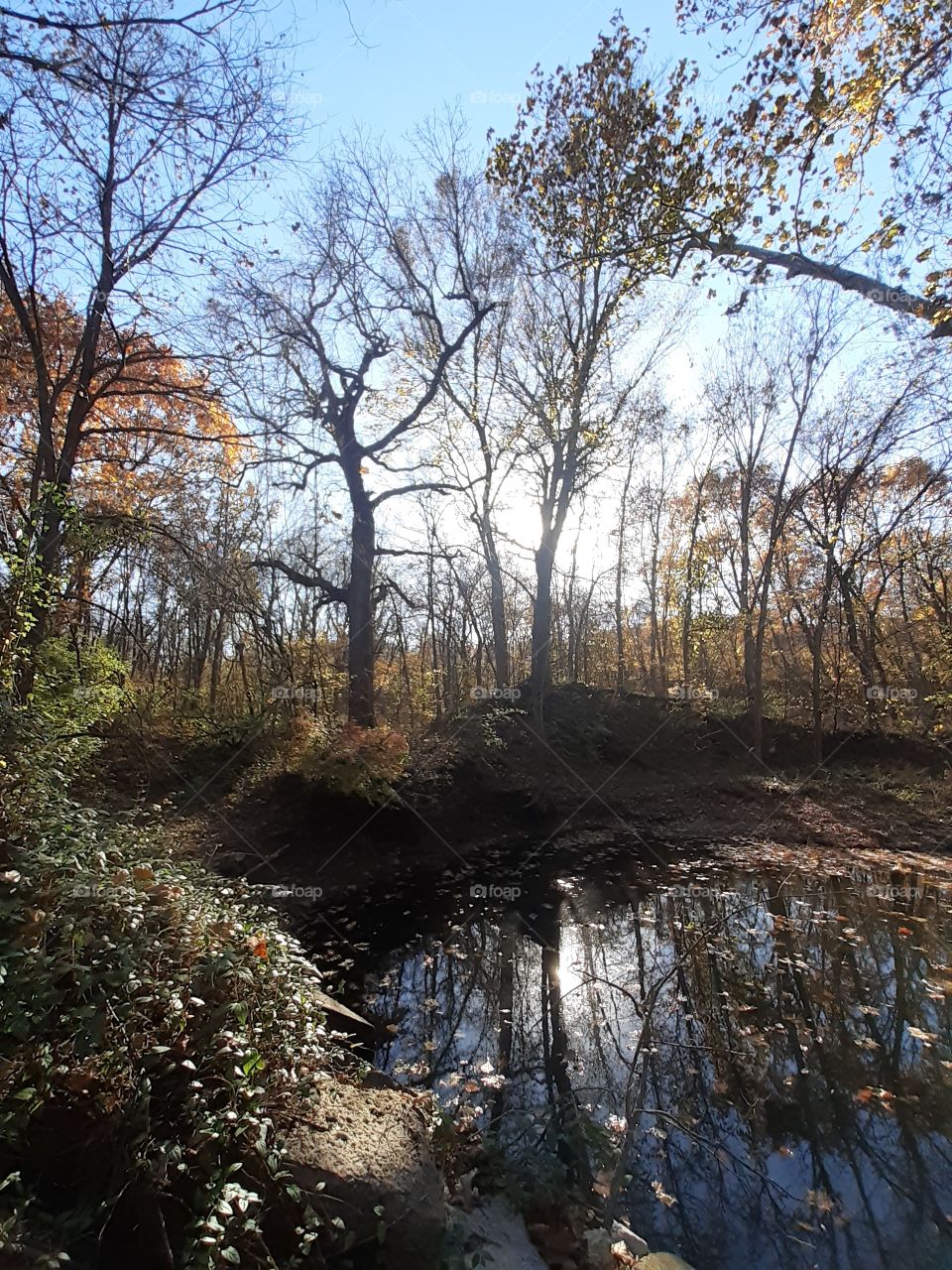 Autumn Woods