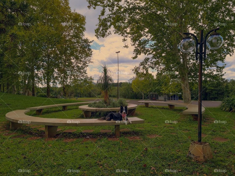 Cachorro da raça border collie deitado em cima de um banco.