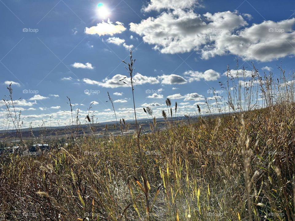 WHEAT FIELD IN CALGARY ALBERTA