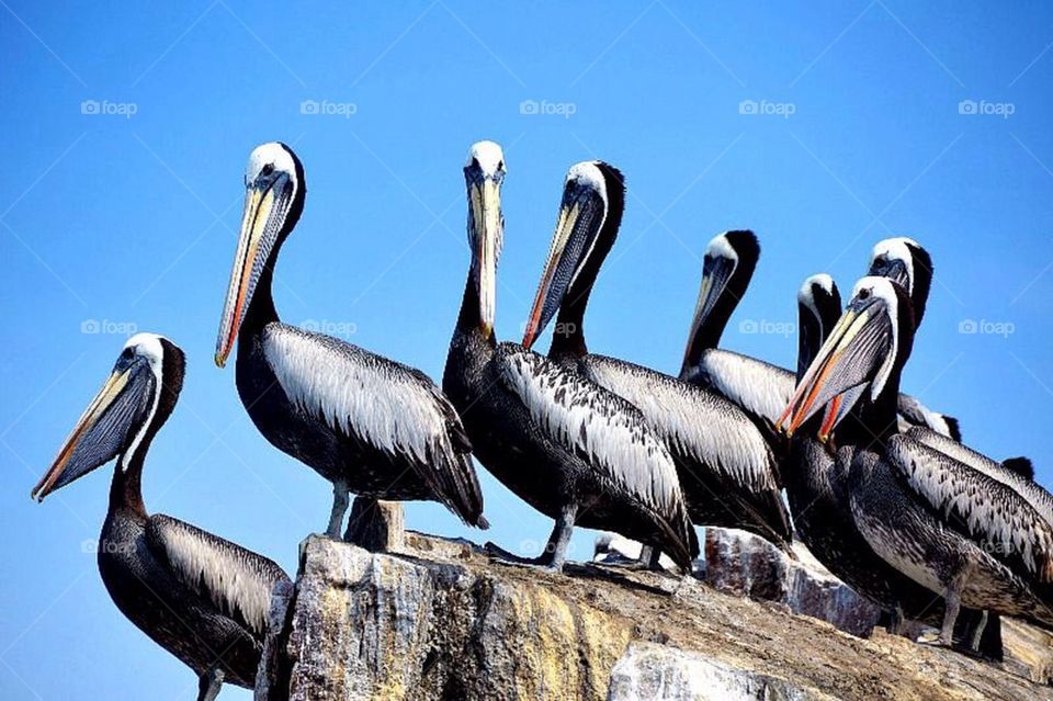 birds rock by anetteaventyr. Pelicans on a rock