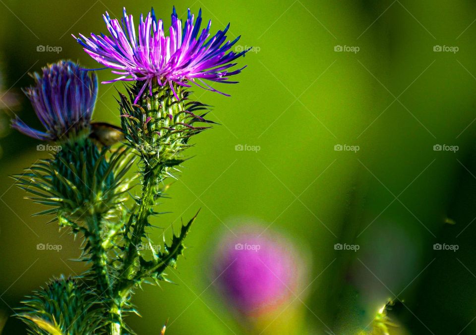 a beautiful thistle