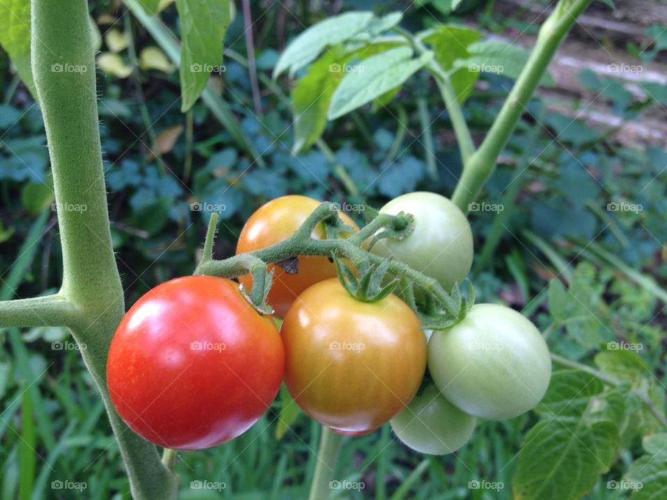 Garden Fresh Tomatoes 