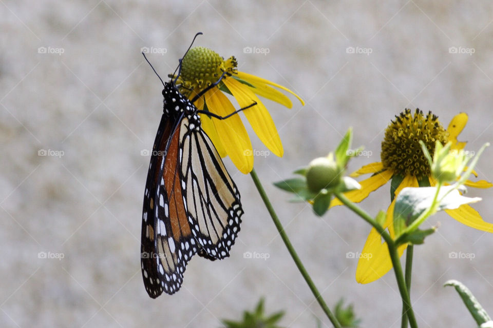 Mariposa